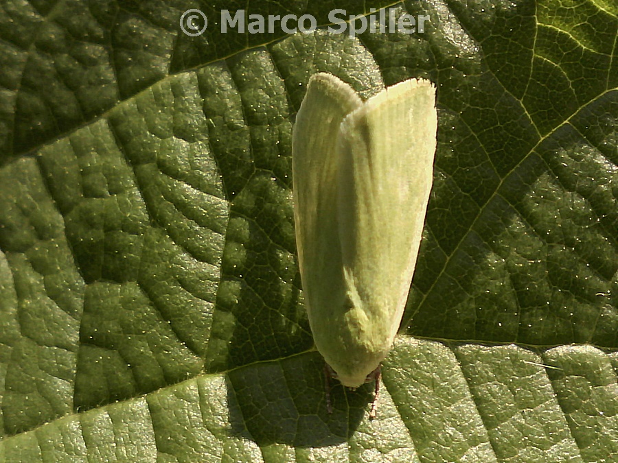 Farfallina verde da identificare